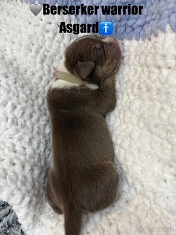 American bully XL/XXL s PP - 4