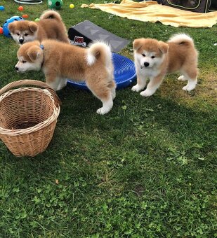 Akita inu s PP - 4