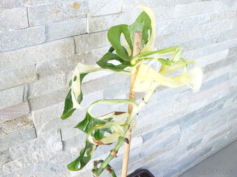 Monstera Adansonii Variegata - 4