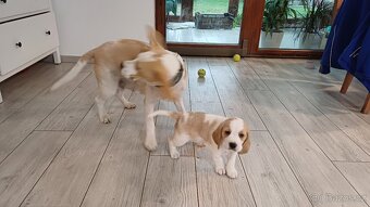 Štěně bígla s PP - kluk bicolor - 4