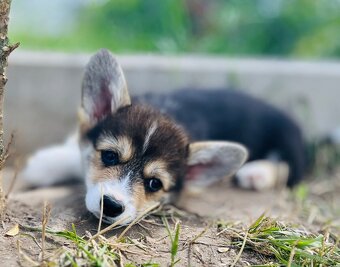 Welsh corgi pembroke s PP (FCI) - 4