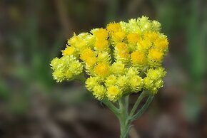 Smil písečný Helichrysum arenarium 500 semen 50 Kč - 4