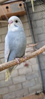 Andulky vlnkované - 4