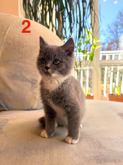 Modrá britská koťátka - 4