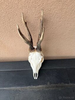 Srnci trofej parozi - 4