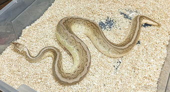 Adult Python Regius - 4