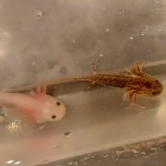 Axolotl mexický - 4