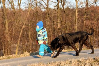 Krycí pes Cane Corso - 4