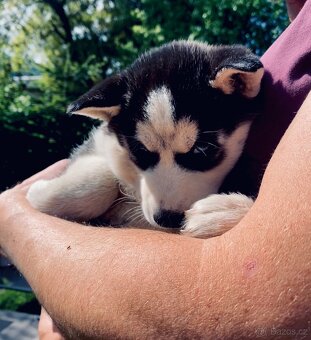 Sibiřský husky - 4