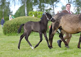 Pony ,WPBR, hříbě - 4