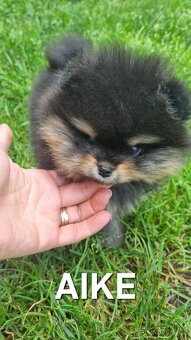 Německý špic trpasličí/Pomeranian 3 kluci - 4