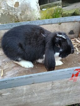 Francouzský beran - 4