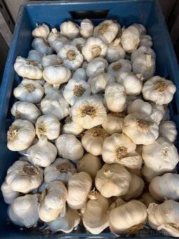 Český česnek - 4