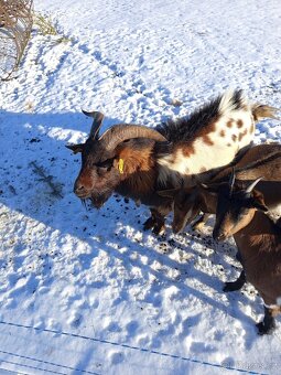 HOLANDSKÁ ZAKRSLÁ KOZA KOZEL - 4