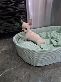 Čivava Mini pejsci - 4