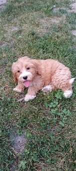 Maltipoo ,maltipo - 4