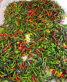 Habanero, Kajensky pepř sazenice - 4