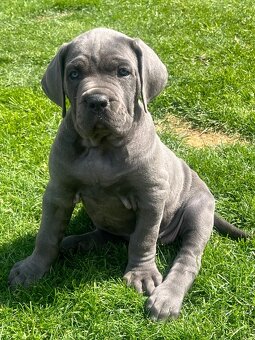 Cane Corso s PP - 4