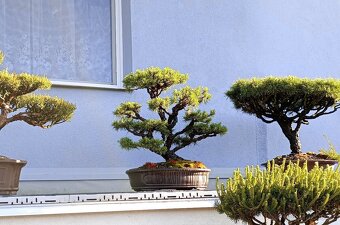 Borovice lesní (Pinus sylvestris) bonsai - 4