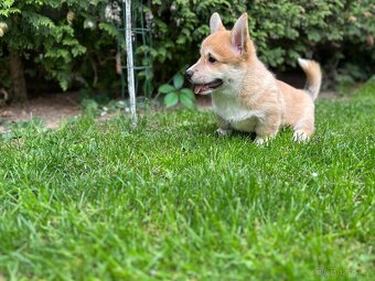 Welsh Corgi Pembroke - 4