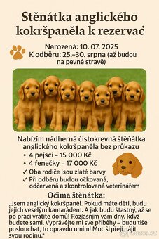 Anglický kokrspaniel - 4