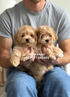 Štěňátko chlapeček Maltipoo - 4
