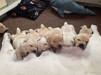🐾 Labradorský retrívr s PP – štěňátka k odběru ihned 🐾 - 4