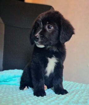 Štěňátka kříženci stardšírský bullteriér - 4