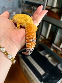 Gekončík noční Adult samec Green Tangerine - 4