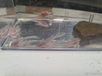 Ancistrus Super White Long Fin - 4