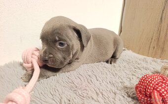 American Bully Standard - 4