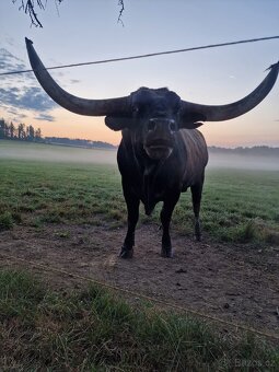 Plemenný býk Texas Longhorn 🐂 - 4