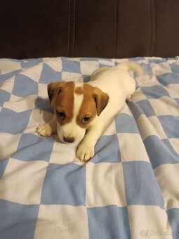Jack Russell teriér - 4