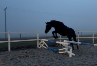 Spolehlivá klisna New Forest pony - 4