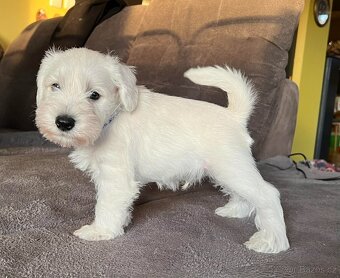 Knírač malý bílý s PP - 4