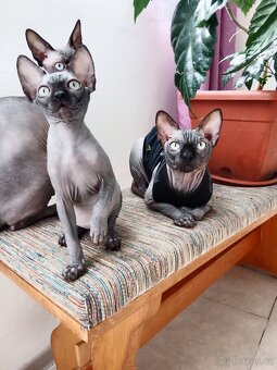 Kanadský sphynx - 4