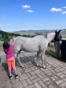 Prodám hodného valacha QH - 4