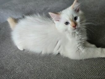 Ragdoll kocourci - 4