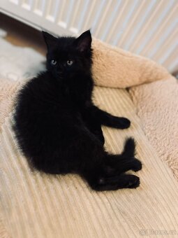 Koťátko + spoustu veci - 4