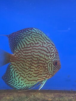 Discus-Terčovec - 4