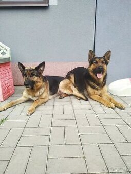 Německý ovčák štěňata - 4