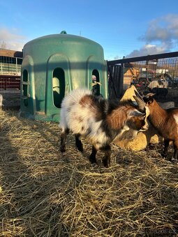 Holandský kozel - 4