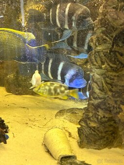 Cyphotilapia giberosa - 4