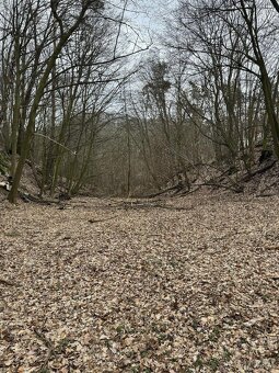 Prodám lesní pozemek v k.ú. Luka - 4