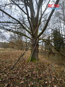 Prodej louky, 629 m², Borohrádek - 4
