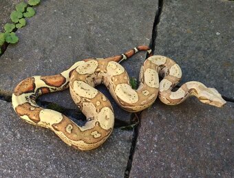Boa imperator - Aztec Anery het VPI, VPI Jungle Aztec - 4