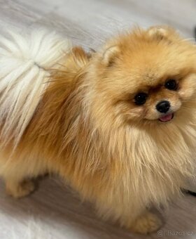 Pomeranian s PP FCI - 4