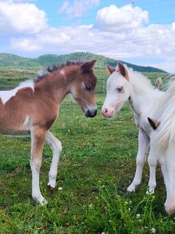 Letošní TOP hřebeček minihorse - MIEL Y - 4