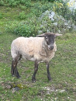 Prodám jehničku - 4