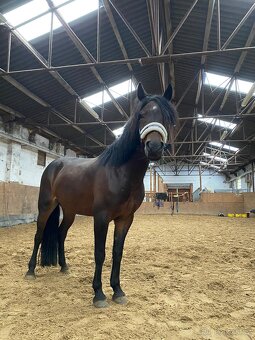 Pony B - 4